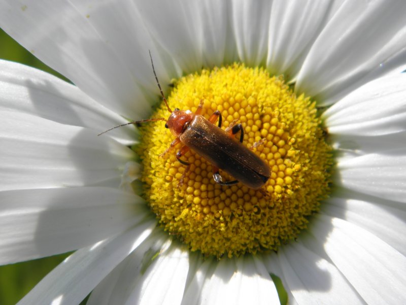 Cantharide fauve.  Rhagonica fulva. Pascal Mathias